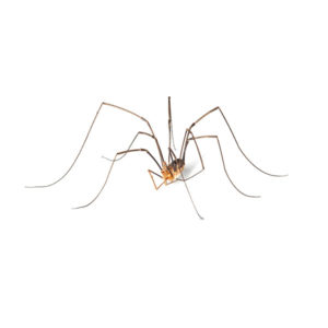 Harvestmen / Daddy Longlegs identification in St. Louis MO |  Blue Chip Pest Services