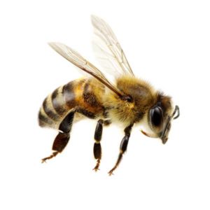Honey Bee identification in St. Louis MO |  Blue Chip Pest Services