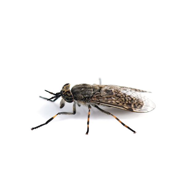 Horse Fly identification in St. Louis MO |  Blue Chip Pest Services