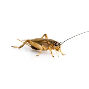 House Cricket identification in St. Louis MO |  Blue Chip Pest Services