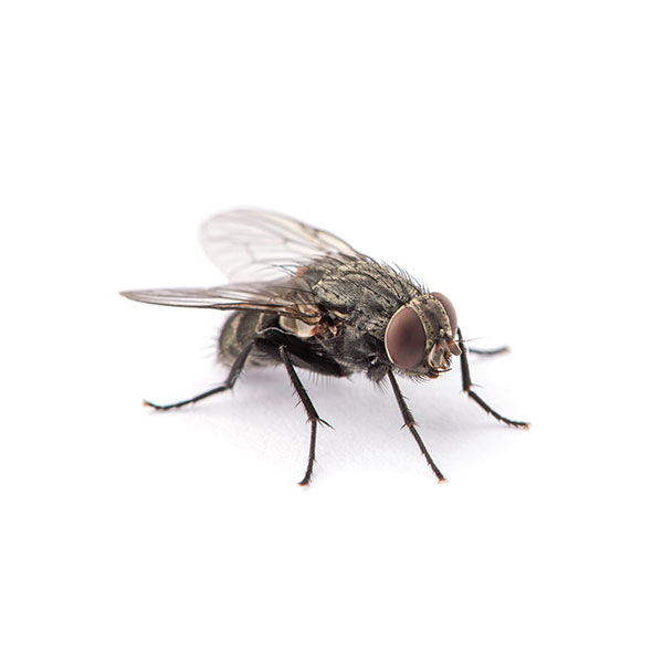 House Fly identification in St. Louis MO |  Blue Chip Pest Services