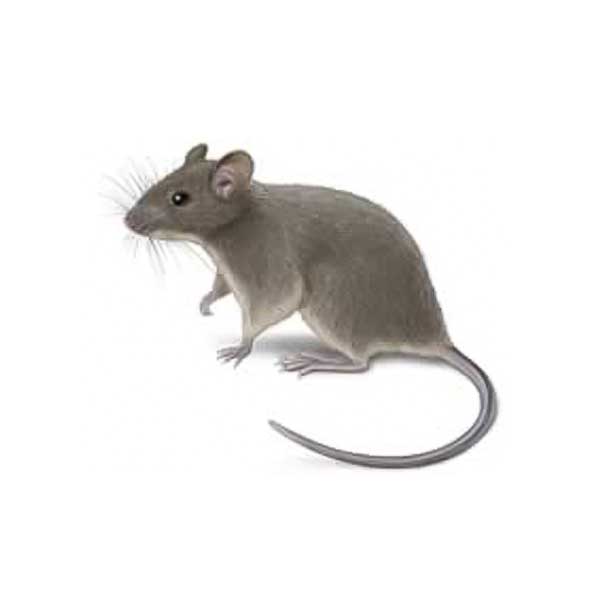 House Mouse identification in St. Louis MO |  Blue Chip Pest Services