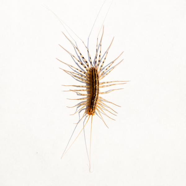 House Centipede identification in St. Louis MO |  Blue Chip Pest Services