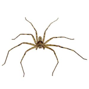 Huntsman Spider identification in St. Louis MO |  Blue Chip Pest Services