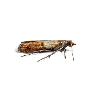 Indian Meal Moth identification in St. Louis MO |  Blue Chip Pest Services