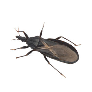 Kissing Bug identification in St. Louis MO |  Blue Chip Pest Services
