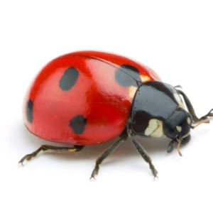 Ladybug identification in St. Louis MO |  Blue Chip Pest Services
