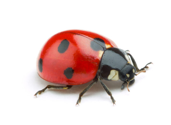 Ladybug identification in St. Louis MO |  Blue Chip Pest Services