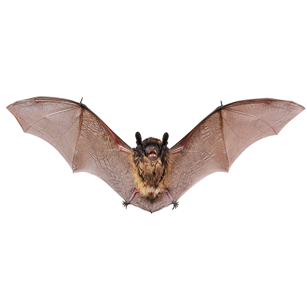 Little brown Bat identification in St. Louis MO |  Blue Chip Pest Services