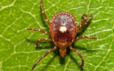 lone star ticks like this one on a leaf are one example of invasive pests brought by extreme weather.