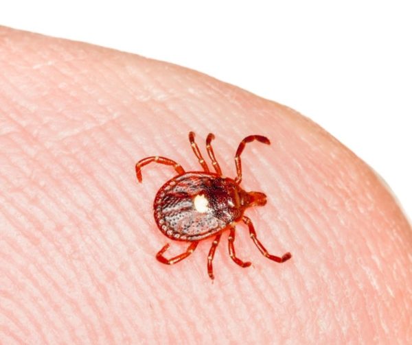 Lone Star Tick identification in St. Louis MO |  Blue Chip Pest Services