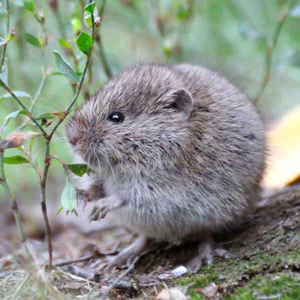 Meadow Vole identification in St. Louis MO |  Blue Chip Pest Services