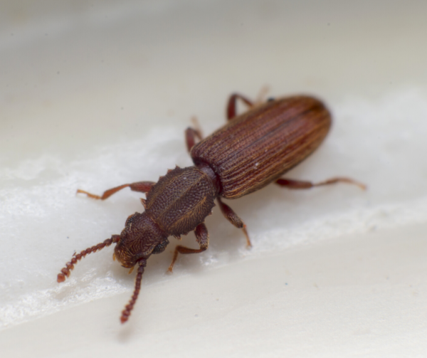 Merchant Grain Beetle identification in St. Louis MO |  Blue Chip Pest Services