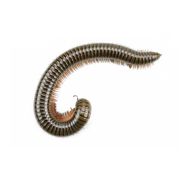 Millipede identification in St. Louis MO |  Blue Chip Pest Services