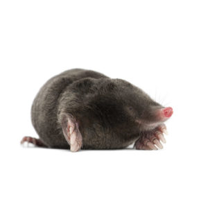 Mole identification in St. Louis MO |  Blue Chip Pest Services
