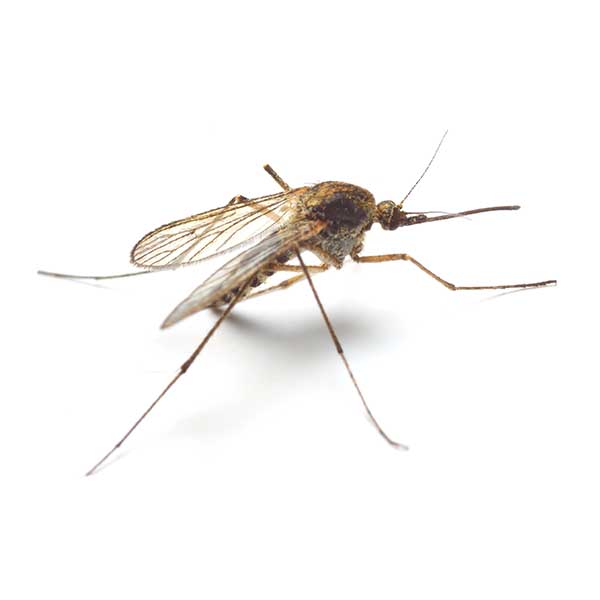 Mosquito identification in St. Louis MO |  Blue Chip Pest Services