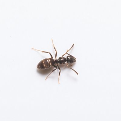 Odorous House Ant identification in St. Louis MO |  Blue Chip Pest Services