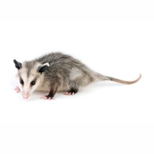 Opossum identification in St. Louis MO |  Blue Chip Pest Services