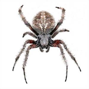 Orb-Weaver Spider identification in St. Louis MO |  Blue Chip Pest Services