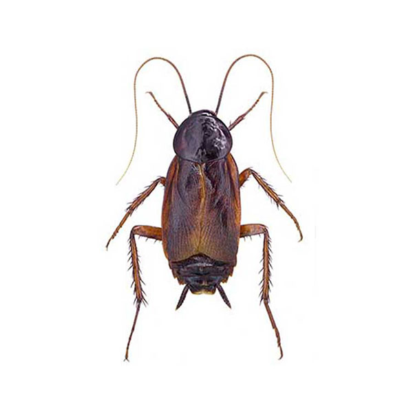 Oriental Cockroach identification in St. Louis MO |  Blue Chip Pest Services