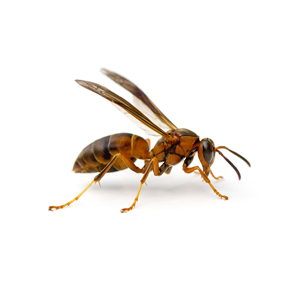 Paper Wasp identification in St. Louis MO |  Blue Chip Pest Services