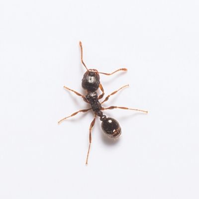 Pavement Ant identification in St. Louis MO |  Blue Chip Pest Services