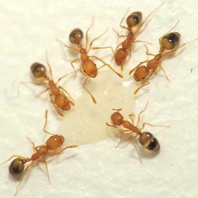 Pharaoh Ant identification in St. Louis MO |  Blue Chip Pest Services