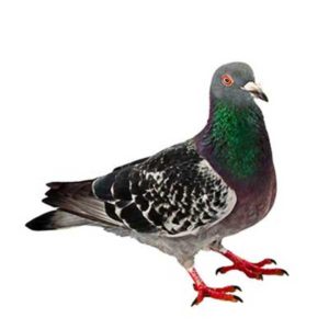 Pigeon identification in St. Louis MO |  Blue Chip Pest Services