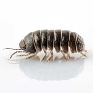 Pillbug identification in St. Louis MO |  Blue Chip Pest Services