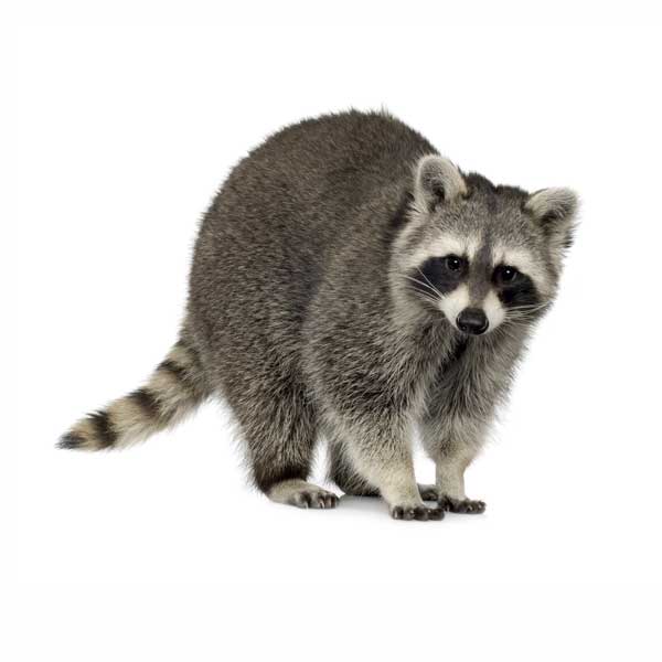 Raccoon identification in St. Louis MO |  Blue Chip Pest Services