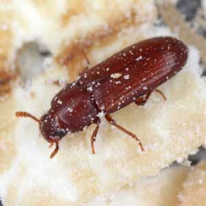 Red Flour Beetle identification in St. Louis MO |  Blue Chip Pest Services