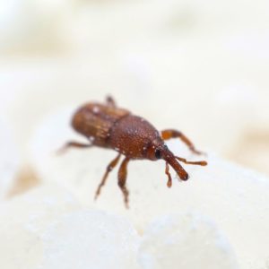 Rice Weevil identification in St. Louis MO |  Blue Chip Pest Services