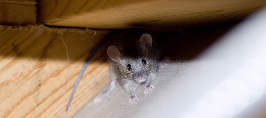 Mouse in St. Louis MO - Blue Chip Pest Services