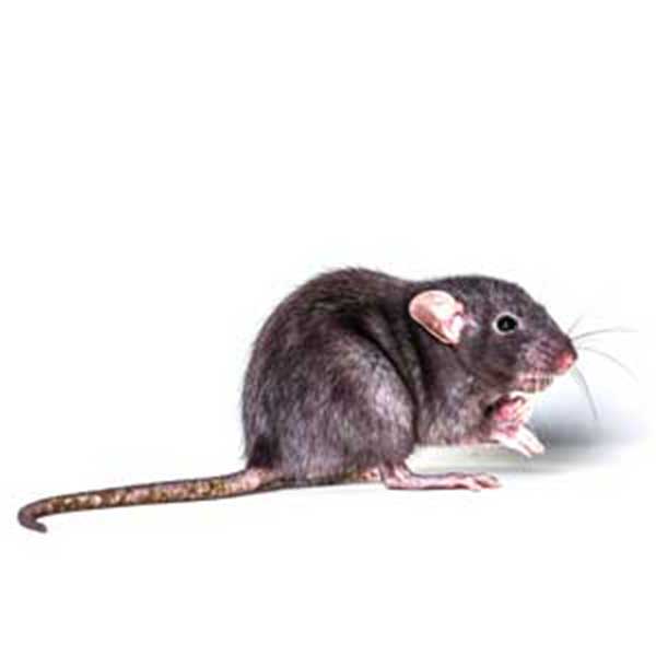 Roof Rat identification in St. Louis MO |  Blue Chip Pest Services