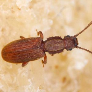 Sawtoothed Grain Beetle identification in St. Louis MO |  Blue Chip Pest Services