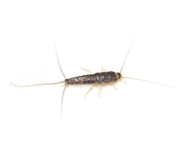 Silverfish identification in St. Louis MO |  Blue Chip Pest Services