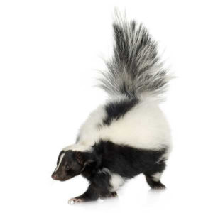 Skunk identification in St. Louis MO |  Blue Chip Pest Services