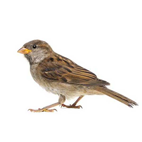 House Sparrow identification in St. Louis MO |  Blue Chip Pest Services