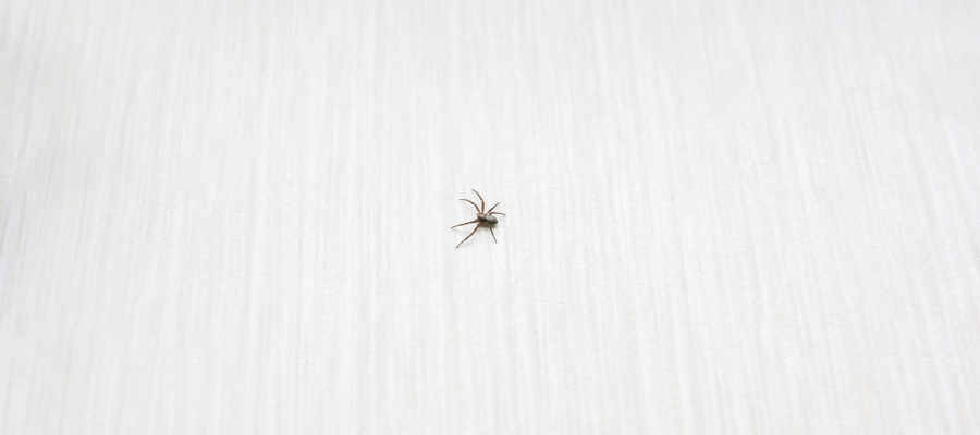 Spider control tips for St Louis MO homes - Blue Chip Pest Services