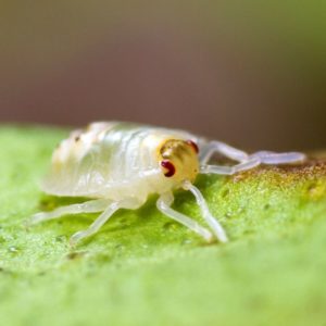 Spider Mite identification in St. Louis MO |  Blue Chip Pest Services