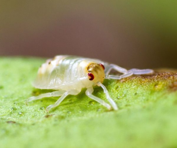 Spider Mite identification in St. Louis MO |  Blue Chip Pest Services