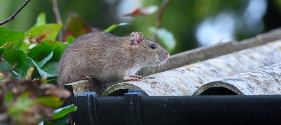 Rodents may trigger allergies. Learn more with Blue Chip Pest Services in St. Louis MO