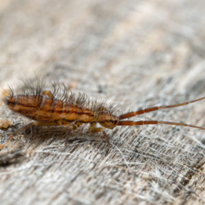 Springtail identification in St. Louis MO |  Blue Chip Pest Services
