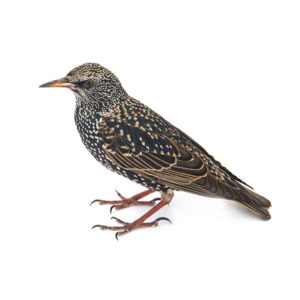 European Starling identification in St. Louis MO |  Blue Chip Pest Services