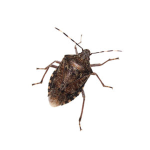 Stink Bug identification in St. Louis MO |  Blue Chip Pest Services