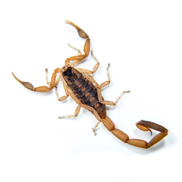 Striped bark scorpion in St. Louis MO - Blue Chip Pest Services