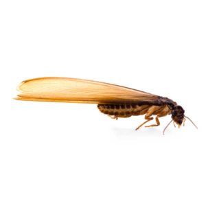 Eastern Subterranean Termite identification in St. Louis MO |  Blue Chip Pest Services