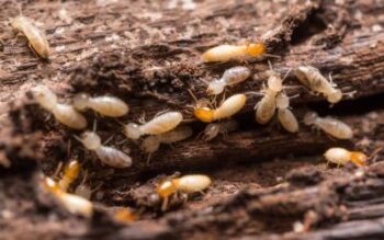 a swarm of white termites over wood
