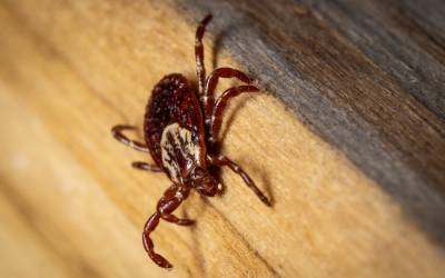 An American dog tick found in St. Louis MO - Blue Chip Pest Services