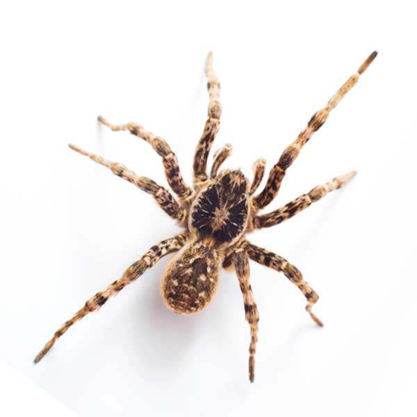 Wolf Spider identification in St. Louis MO |  Blue Chip Pest Services